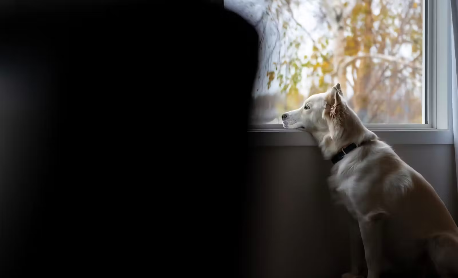 Is Your Pet Trying to Tell You Something? Understanding Anxiety in Dogs and Cats