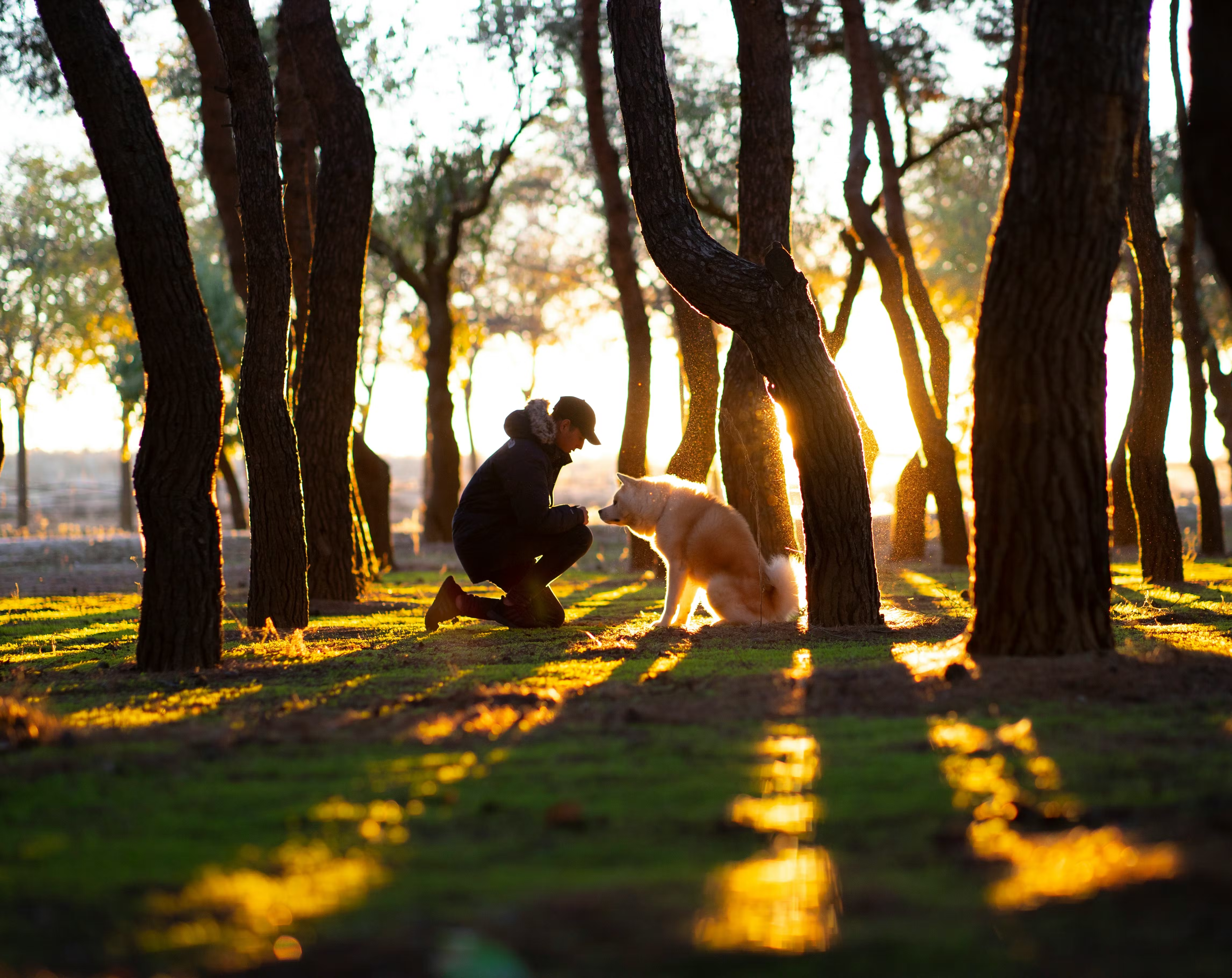 A person kneeling with a dog in a sunlit forest.