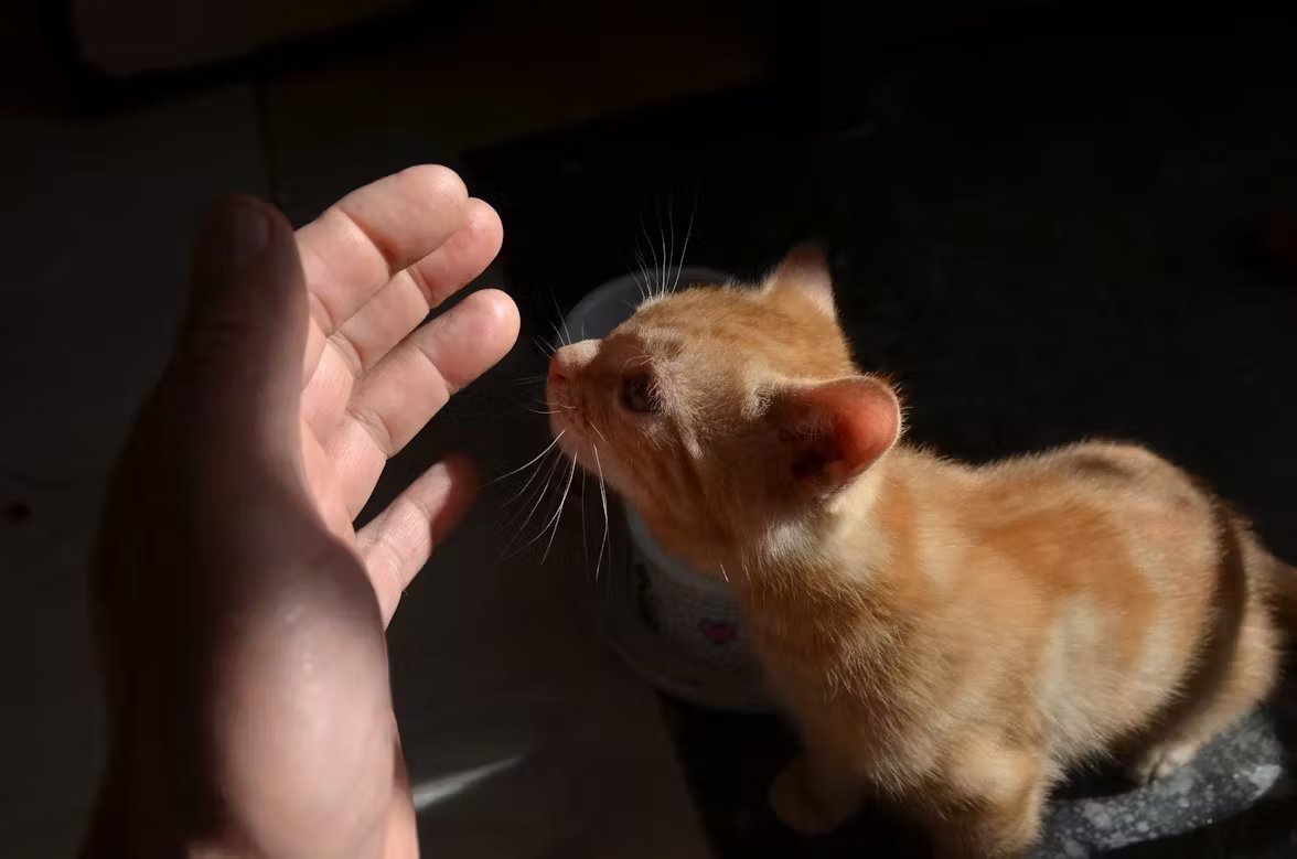 A human hand gently reaching out to a small kitten.