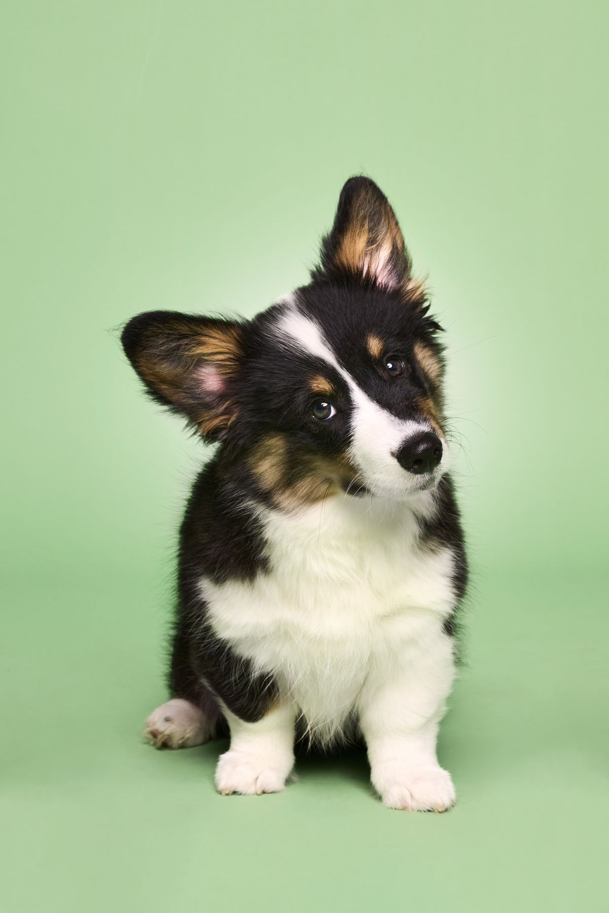 Smart pet care technology for dogs and cats - Pet 10