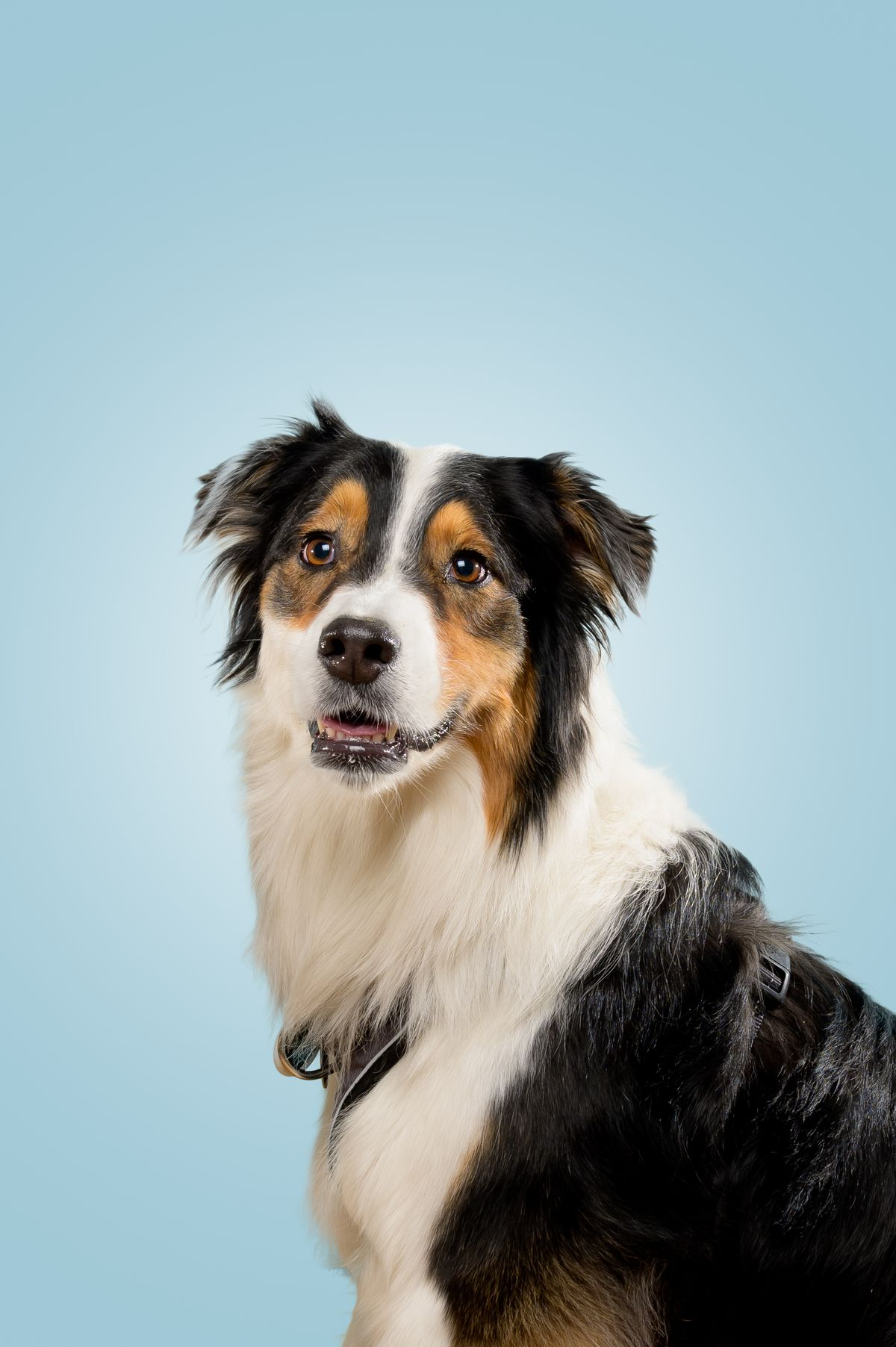 Veterinary AI integration for comprehensive pet care - Pet 11