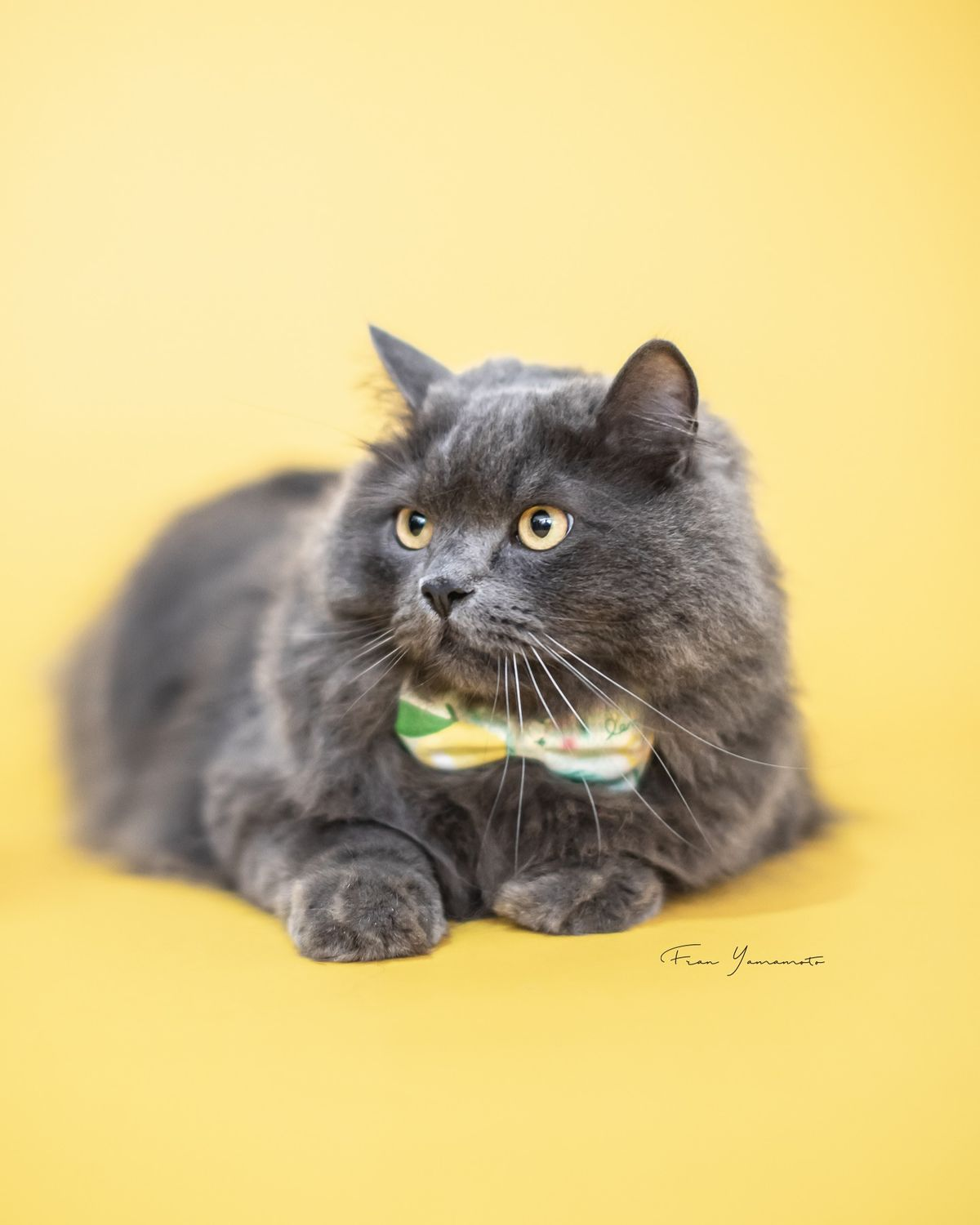 Veterinary AI integration for comprehensive pet care - Pet 12