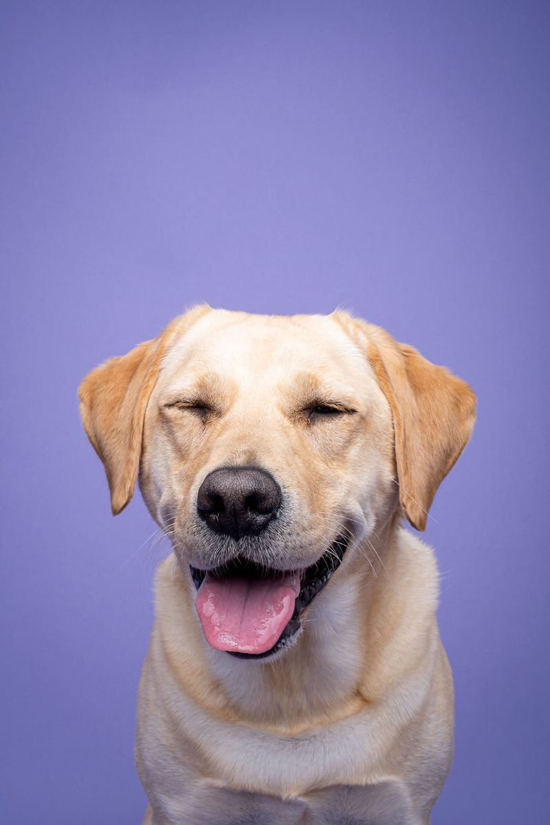 Veterinary AI integration for comprehensive pet care - Pet 14