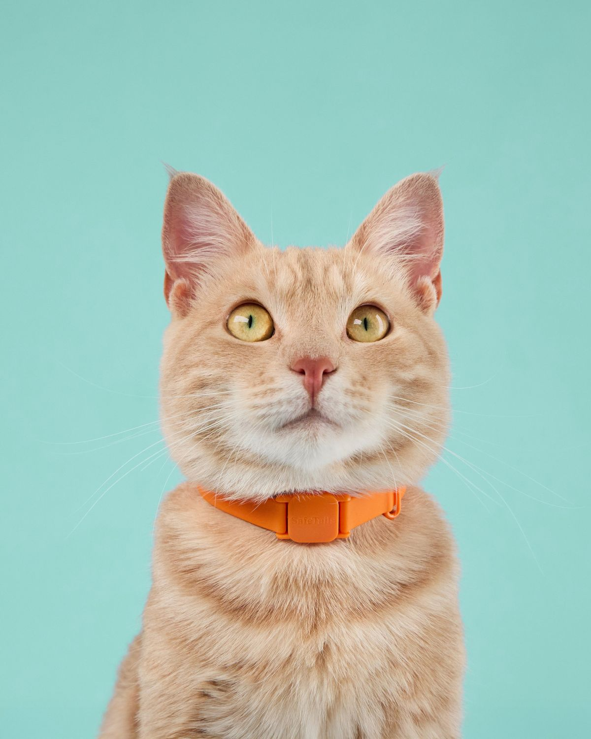 Happy pet enjoying AI-powered care with Hooman Group - Pet 2