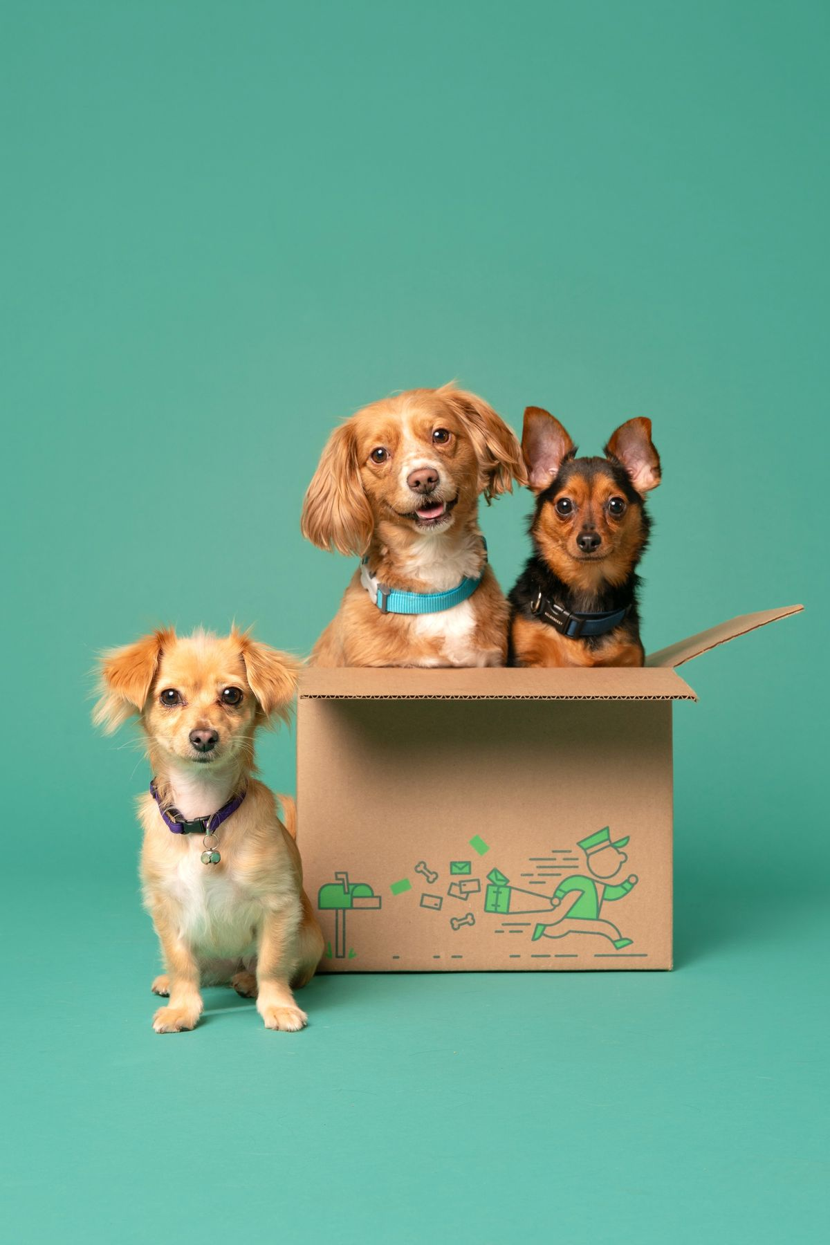 Smart pet care technology for dogs and cats - Pet 7